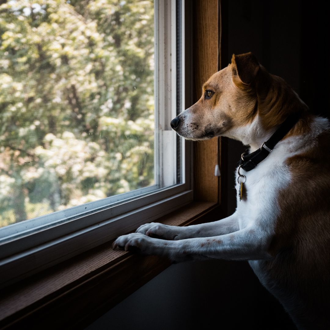 Dealing With Separation Anxiety