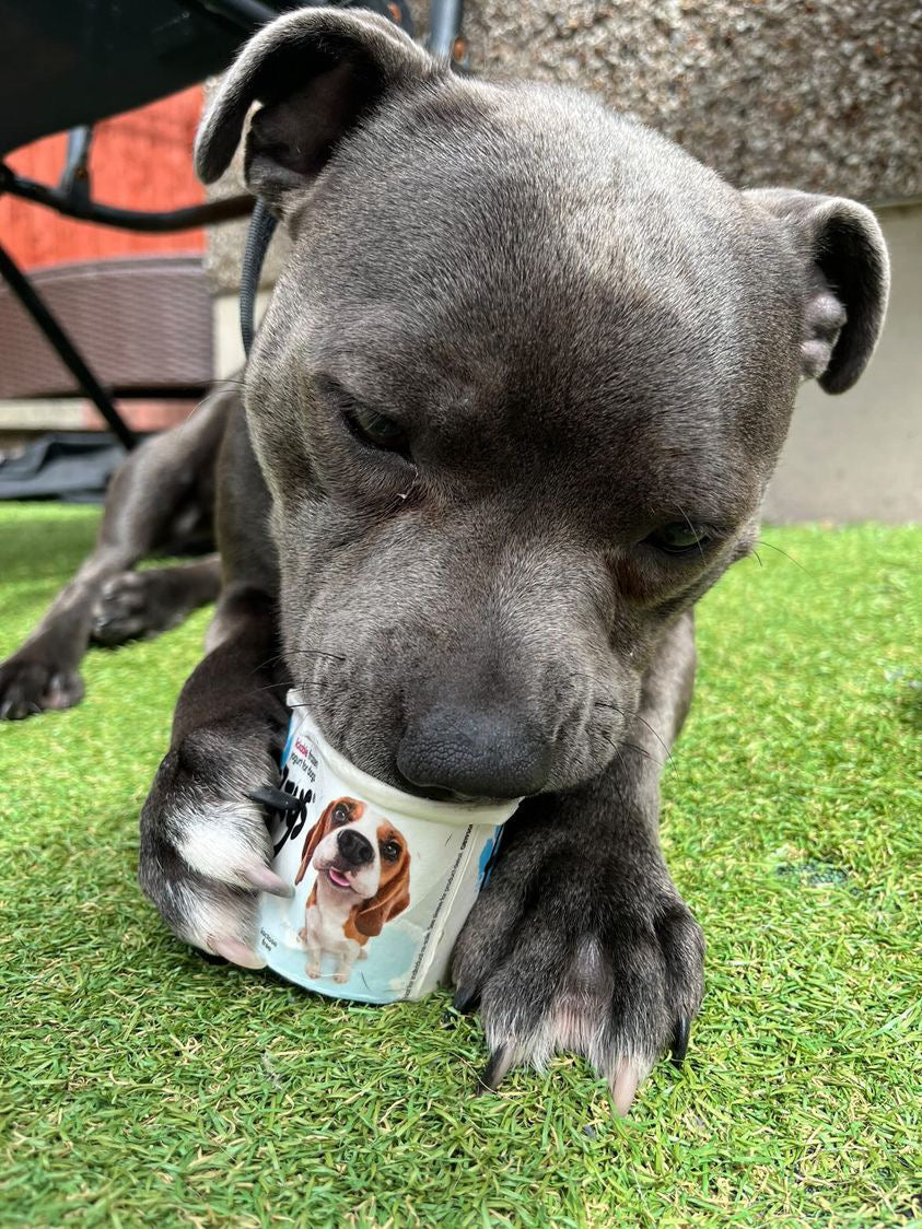 Benefits of Yogurt for Dogs