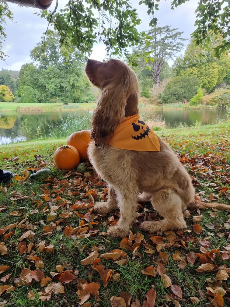 How to Keep Your Dog Calm During Firework Season