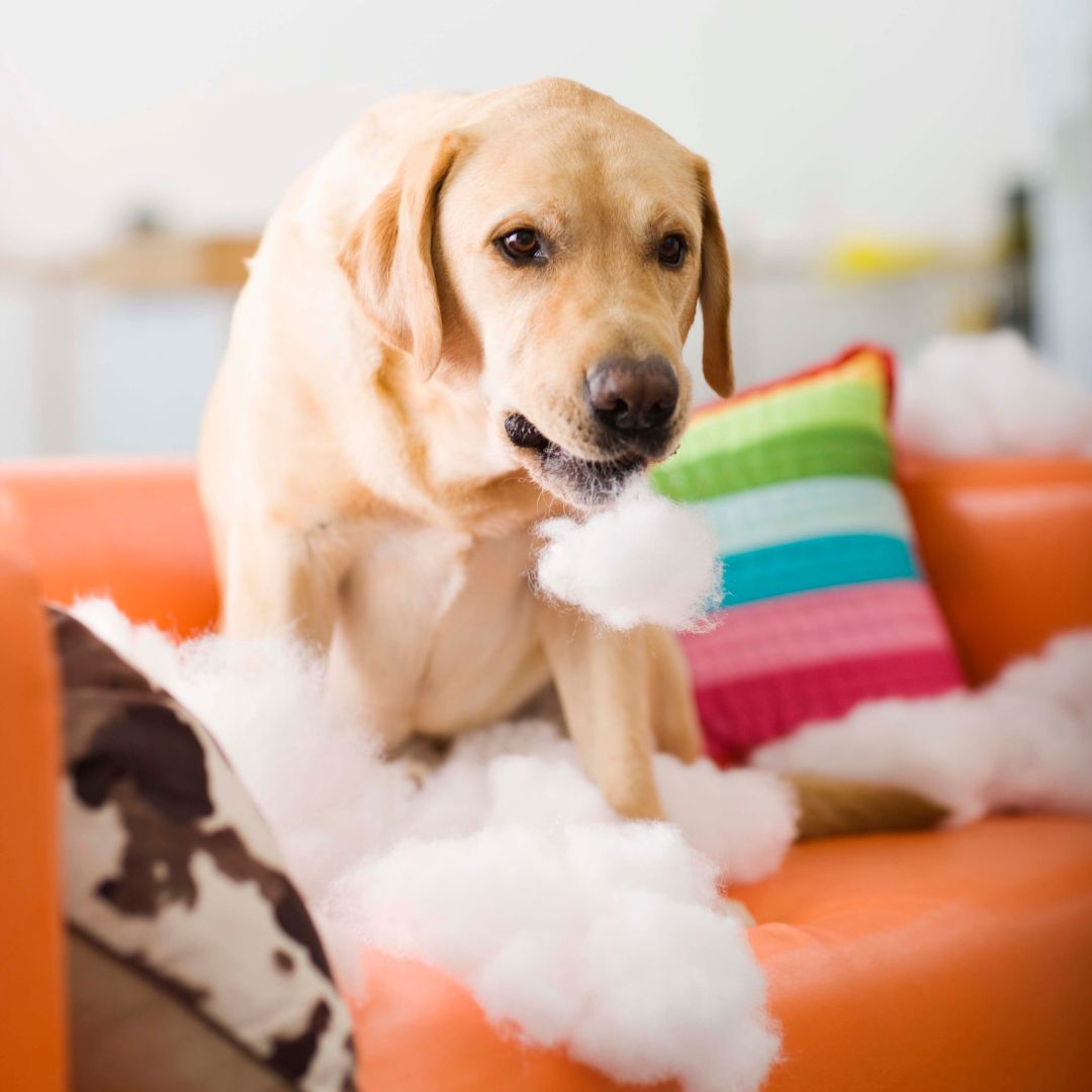 Helping Your Dog Cope With Boredom