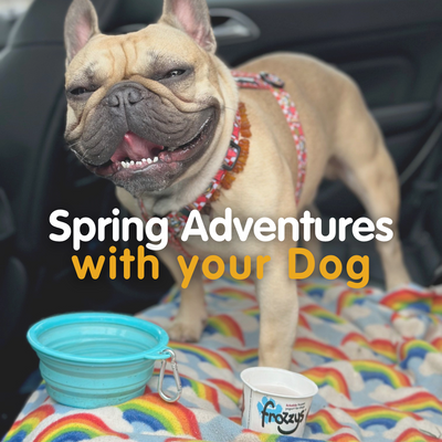happy dog on a road trip