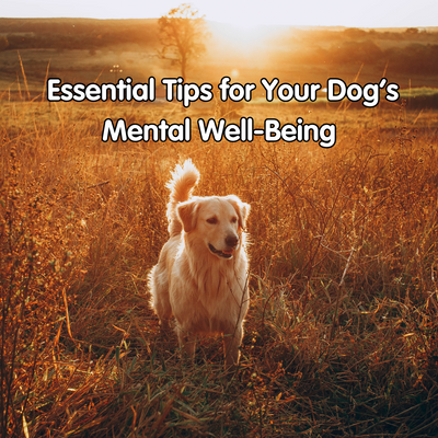 10 Essential Tips for Supporting Your Dog's Mental Health