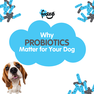 Why Probiotics Matter for Your Dog