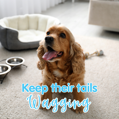 How to Keep Tails Wagging This Winter: Cozy Up and Keep the Fun Going!
