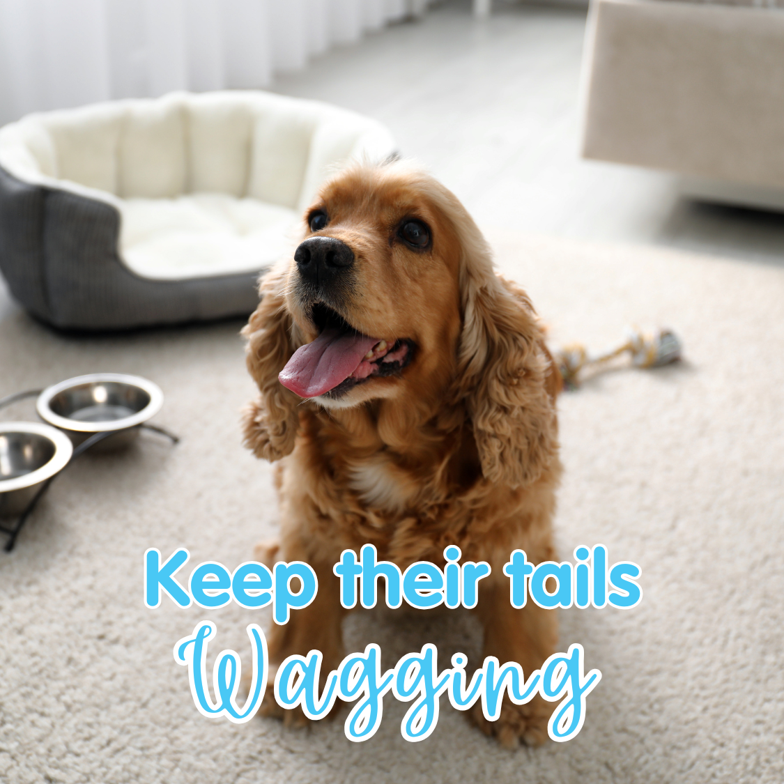 How to Keep Tails Wagging This Winter: Cozy Up and Keep the Fun Going!