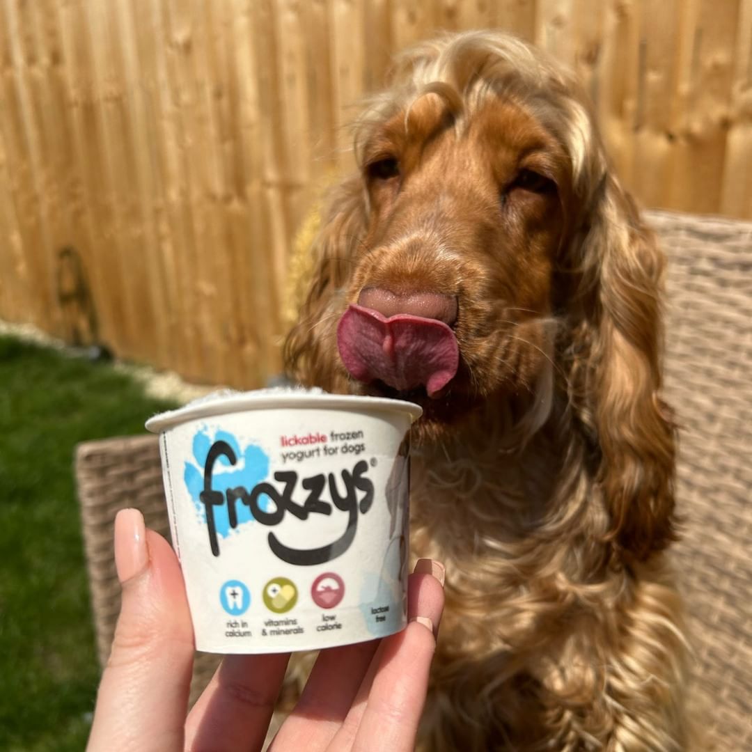 dog eating dog ice cream