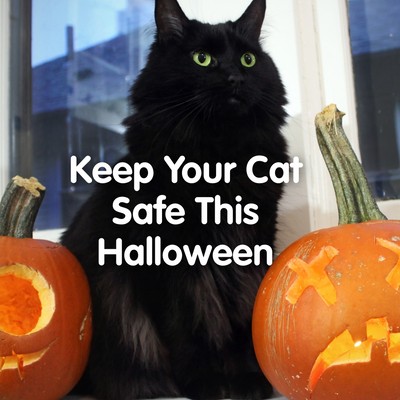 Keep Your Cat Safe This Halloween