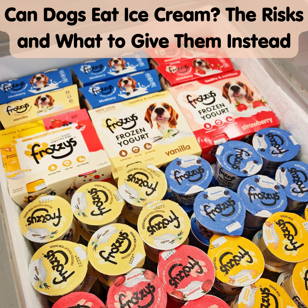 Can Dogs Eat Ice Cream? The Risks and What to Give Them Instead