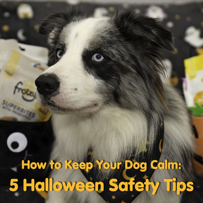 How to Keep Your Dog Calm at Halloween: 5 Halloween Safety Tips