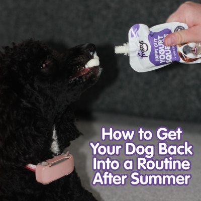 How to Get Your Dog Back Into a Routine After Summer