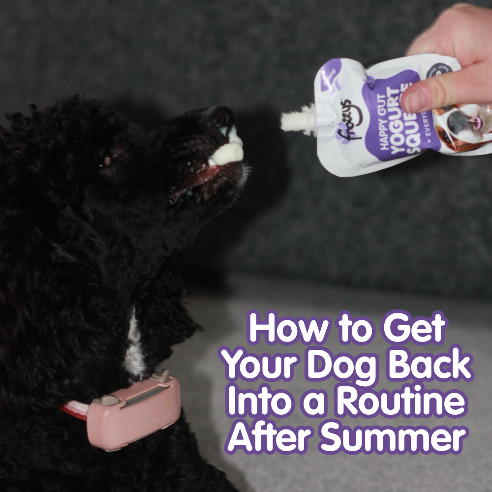 How to Get Your Dog Back Into a Routine After Summer