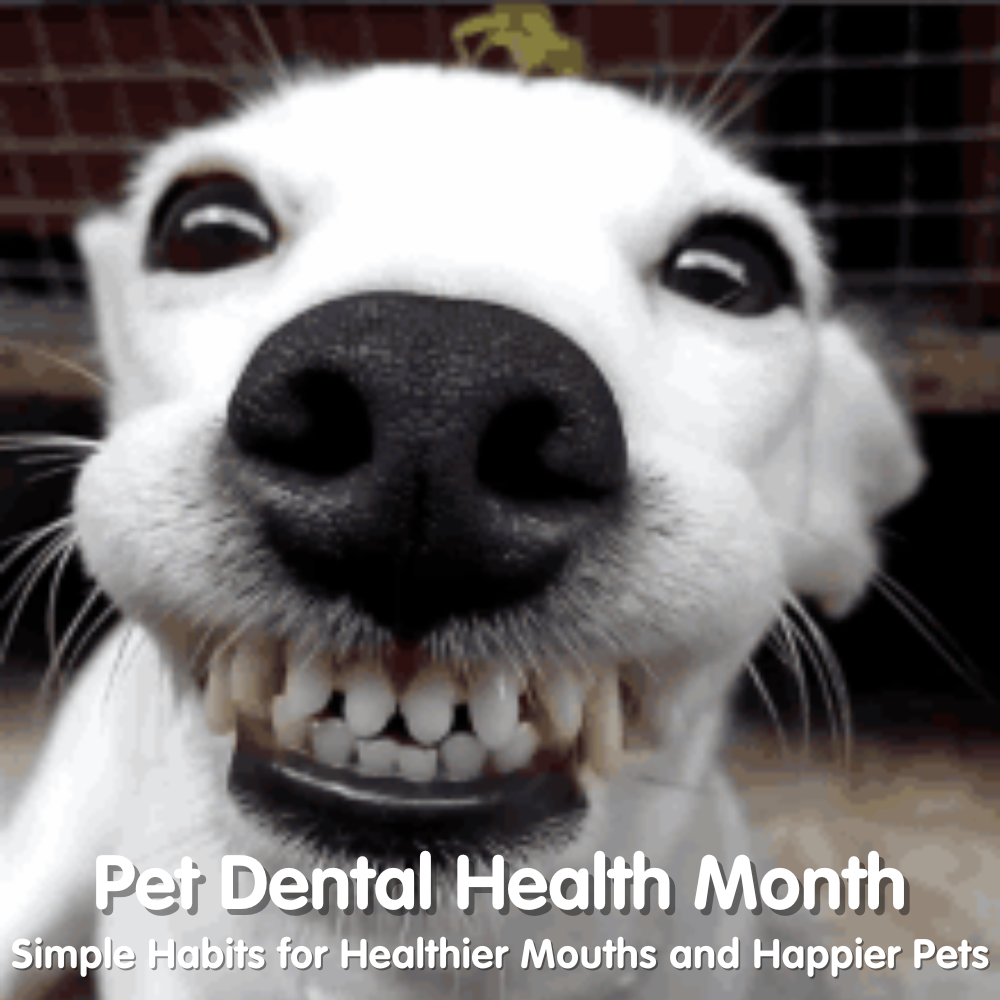 Pet Dental Health Month: Simple Habits for Healthier Mouths and Happier Pets