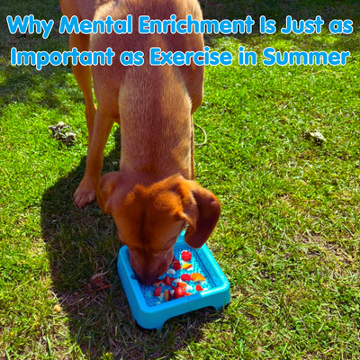 Why Mental Enrichment Is Just as Important as Exercise in Summer (and How to Keep Your Dog Stimulated at Home)