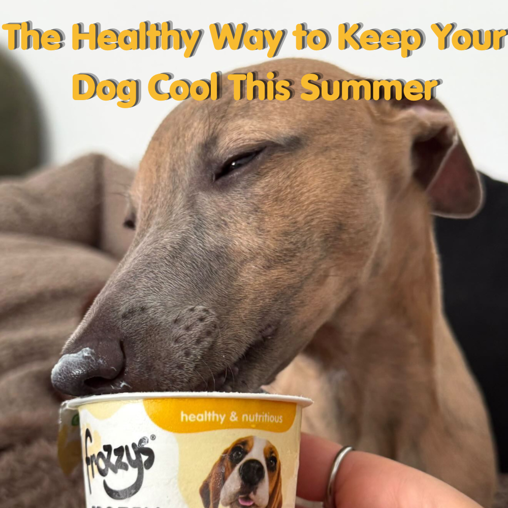 The Healthy Way to Keep Your Dog Cool This Summer