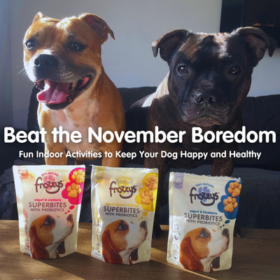Beat the November Boredom: Fun Indoor Activities to Keep Your Dog Happy and Healthy