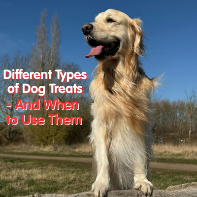 The Different Types of Dog Treats - And When to Use Them