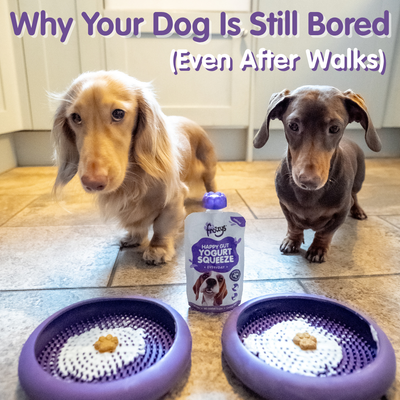 Why Your Dog Is Still Bored (Even After Walks)