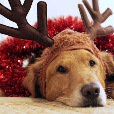 Christmas Foods That Are Harmful To Dogs