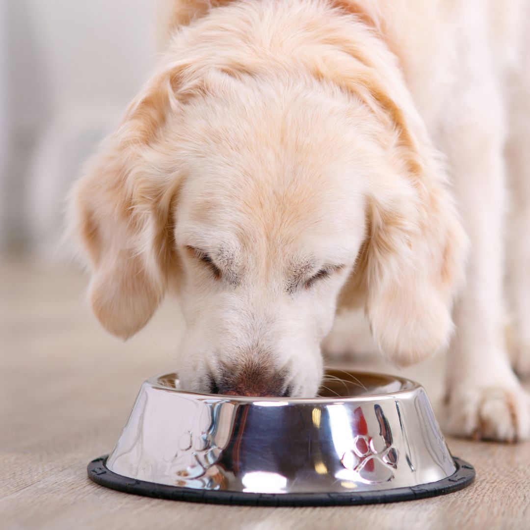 The Lowdown On How Sugar Affects Your Dog