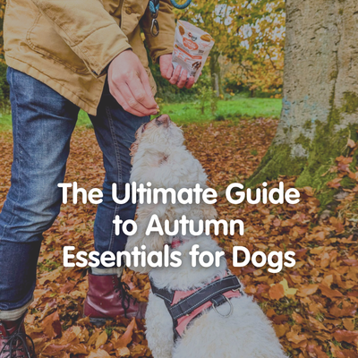 autumn essentials 