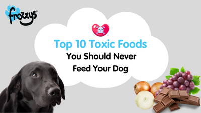 Top 10 Toxic Foods You Should Never Feed Your Dog