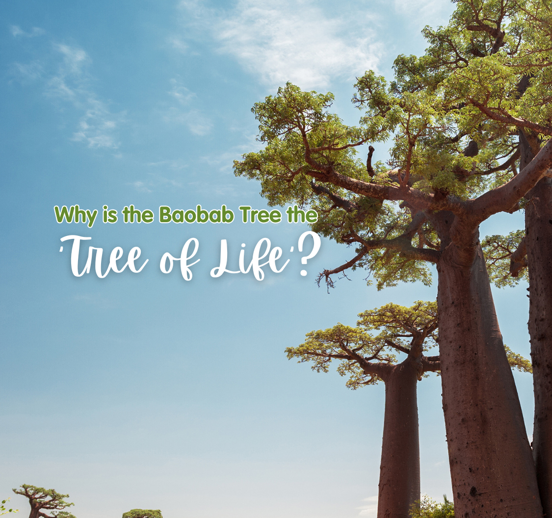 True Tree The Baobab Tree: Nature’s True Tree of Life – Frozzys