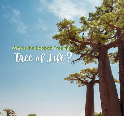 The Baobab Tree: Nature’s True Tree of Life