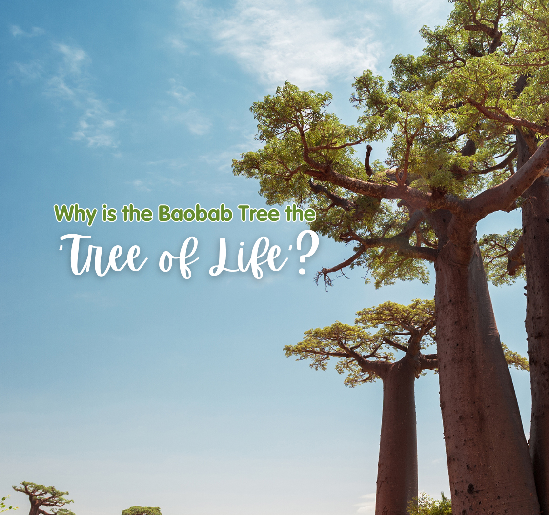 The Baobab Tree: Nature’s True Tree of Life