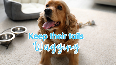 How to Keep Tails Wagging This Winter: Cozy Up and Keep the Fun Going!