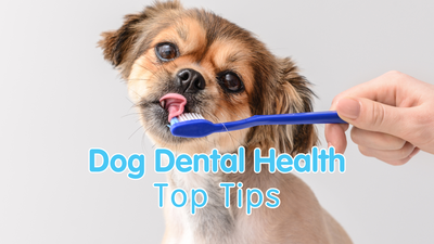 Dog Dental Health: Keep Your Dog's Smile Healthy and Strong!