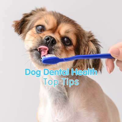 Dog Dental Health: Keep Your Dog's Smile Healthy and Strong!