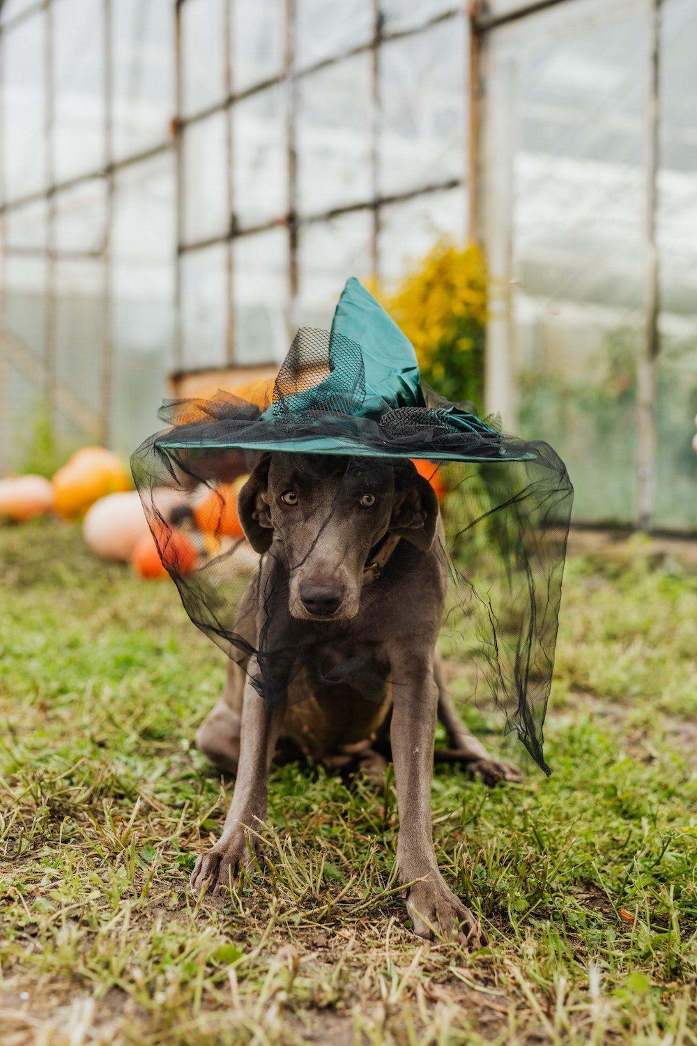 Top Tips To Keep Your Dog Safe Over Halloween!