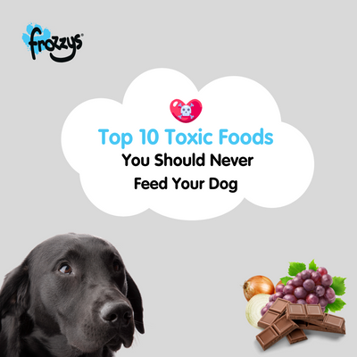 Top 10 Toxic Foods You Should Never Feed Your Dog
