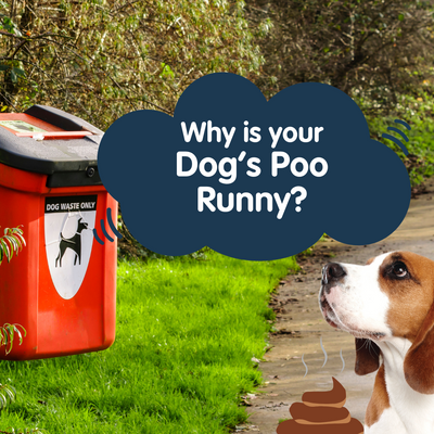 Why is My Dog's Poo Runny? Possible Causes & Symptoms