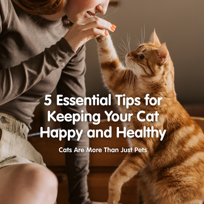 5 Essential Tips for Keeping Your Cat Happy and Healthy