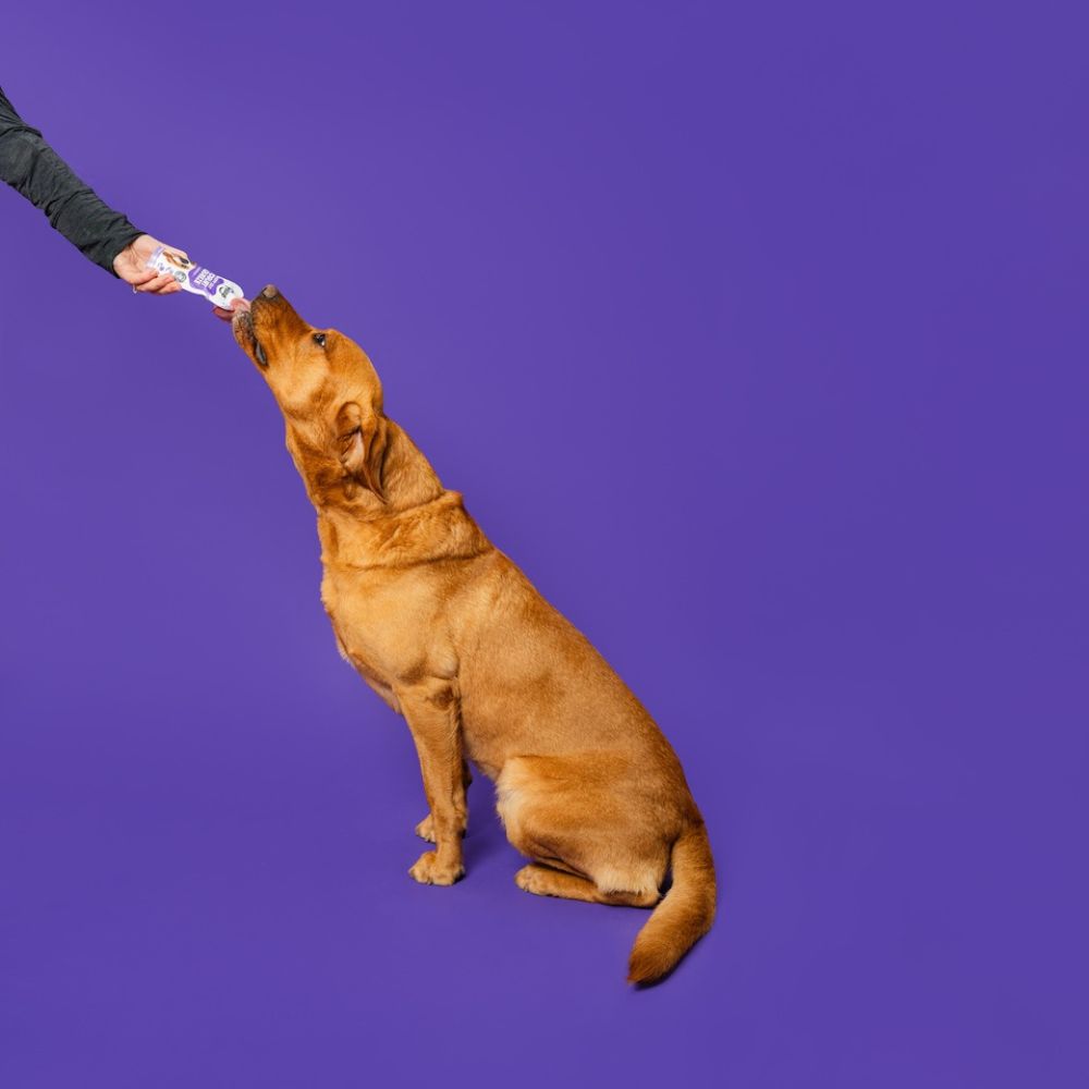 Frozzys Happy Gut Yogurt Squeeze - Dog