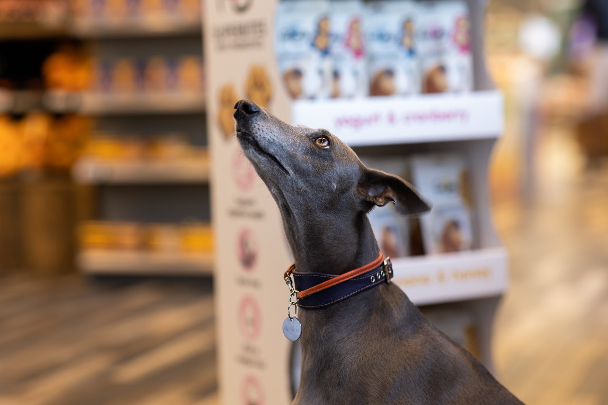 Superzoo – Frozzys